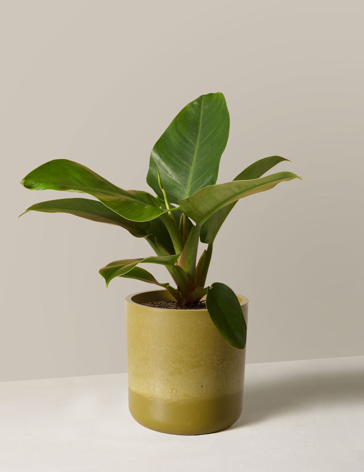 Philodendron green