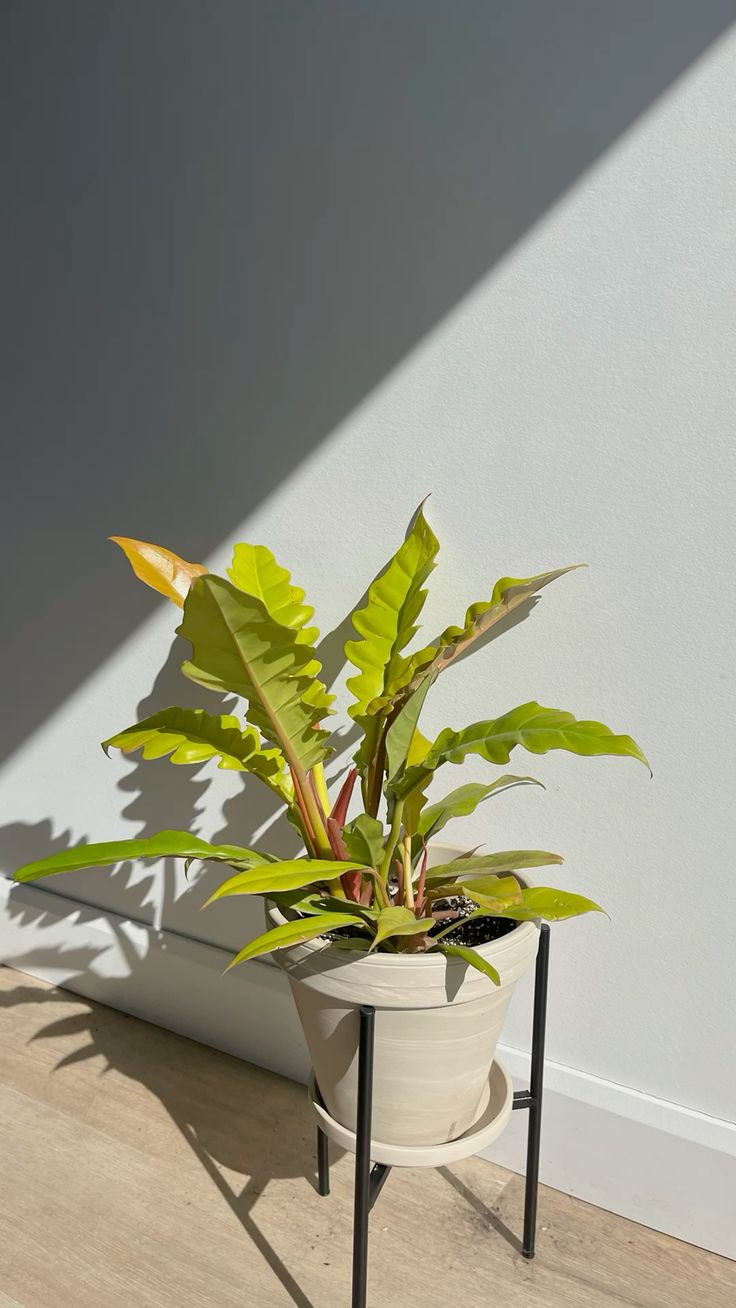 Philodendron Ring of Fire green