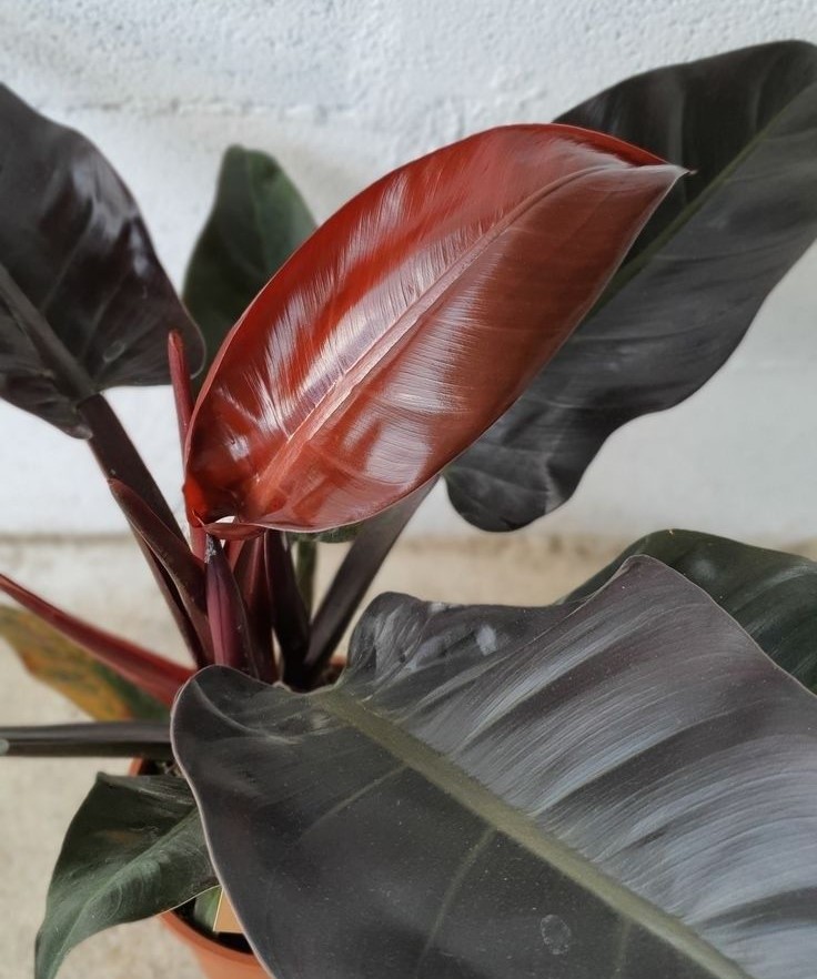 Philodendron imperial red
