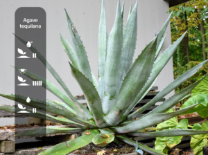 Agave tequilana