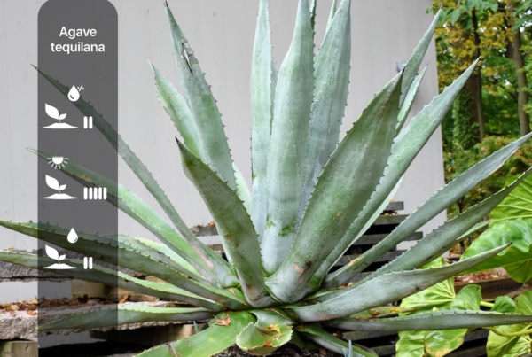 Agave tequilana