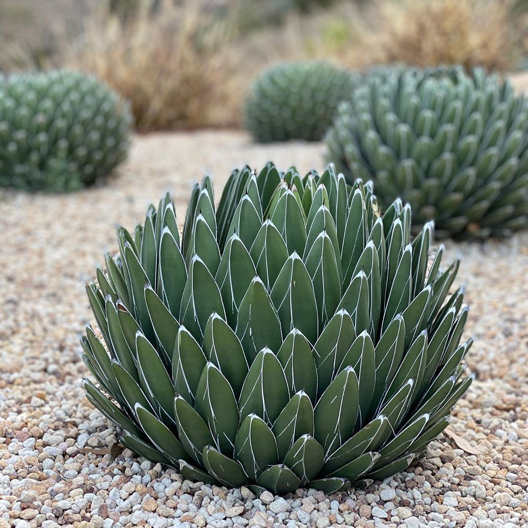 Agave victoriae-reginae