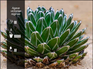 Agave victoriae regiae