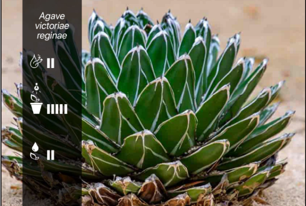 Agave victoriae regiae