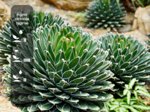 Agave victoriae-reginae