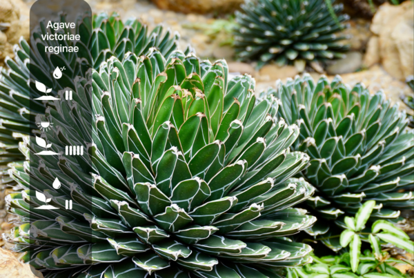 Agave victoriae-reginae