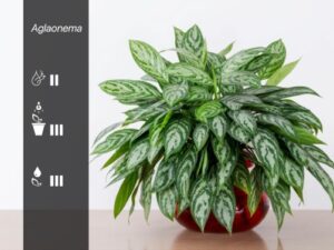 Aglaonema