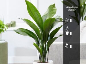 Aspidistra elatior