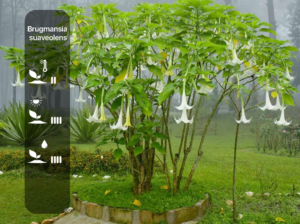 Brugmansia suaveolens