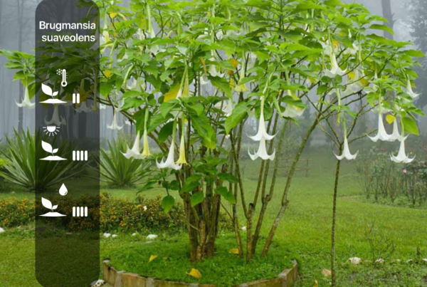 Brugmansia suaveolens