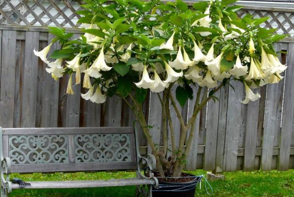 Brugmansia-suaveolens