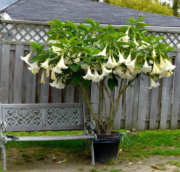 Brugmansia suaveolens