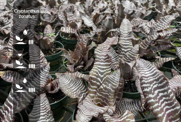Cryptanthus zonatus