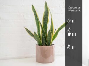 Dracaena trifasciata