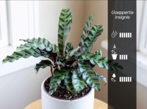 Goeppertia insignis