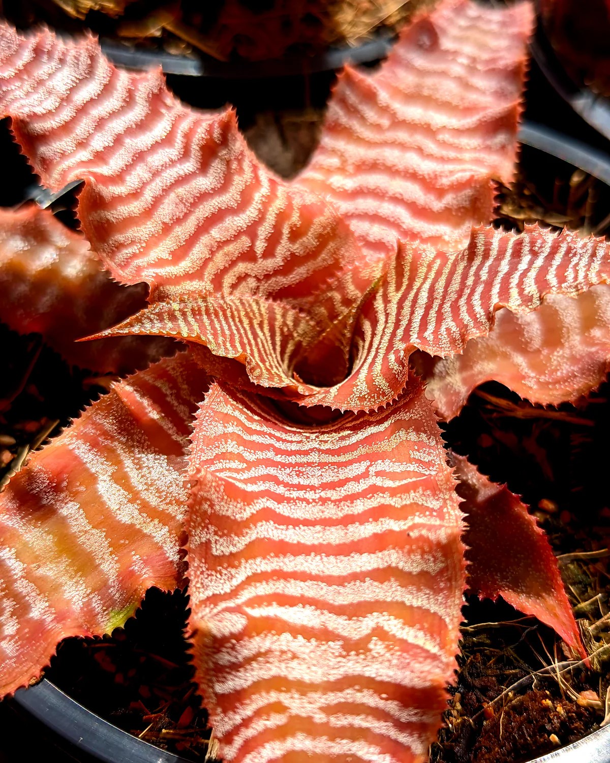 Cryptanthus zonatus