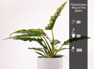 Philodendron Ring of Fire green