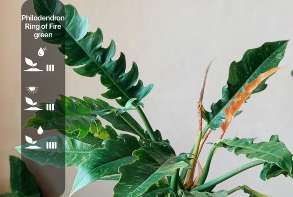 Philodendron Ring of Fire green