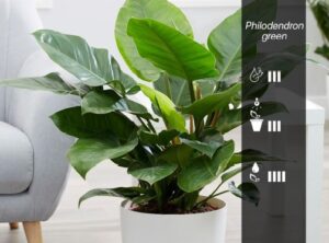 Philodendron green