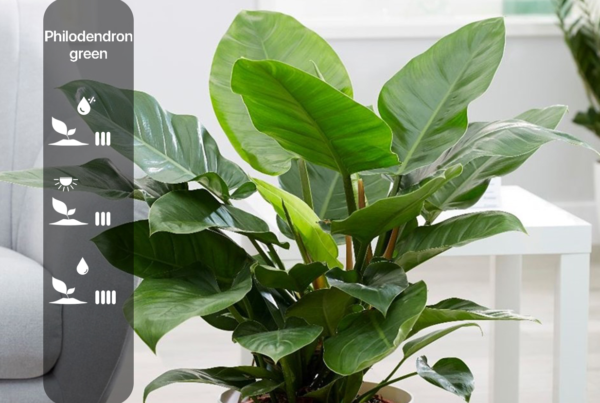 Philodendron green