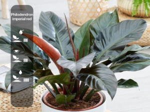Philodendron imperial red
