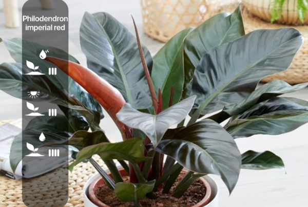 Philodendron imperial red