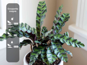 Goeppertia insignis