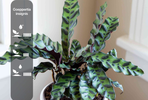 Goeppertia insignis