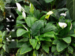 Spathiphyllum