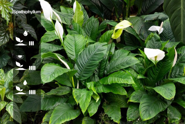 Spathiphyllum