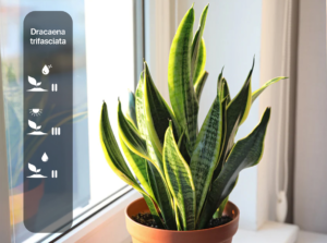 Dracaena trifasciata