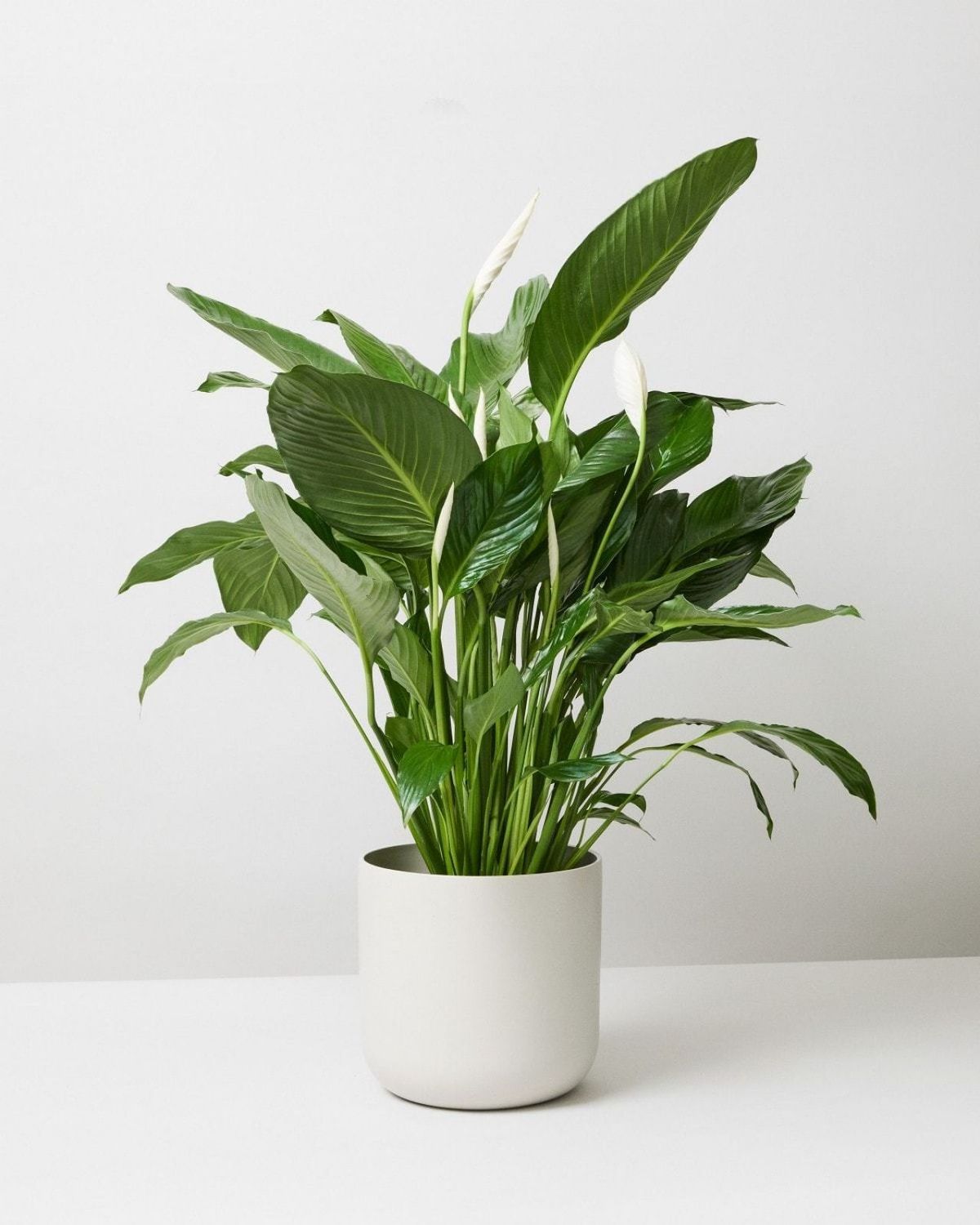 Spathiphyllum