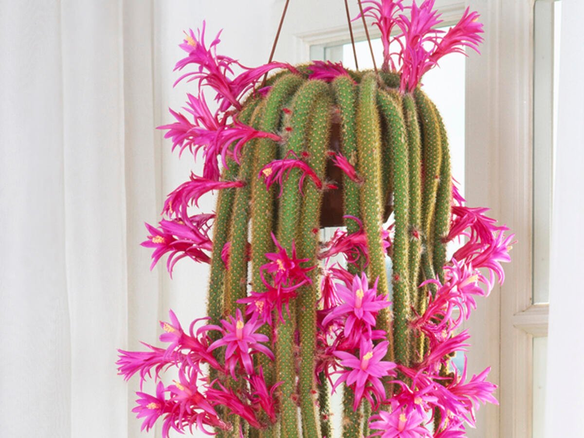 Aporocactus flagelliformis