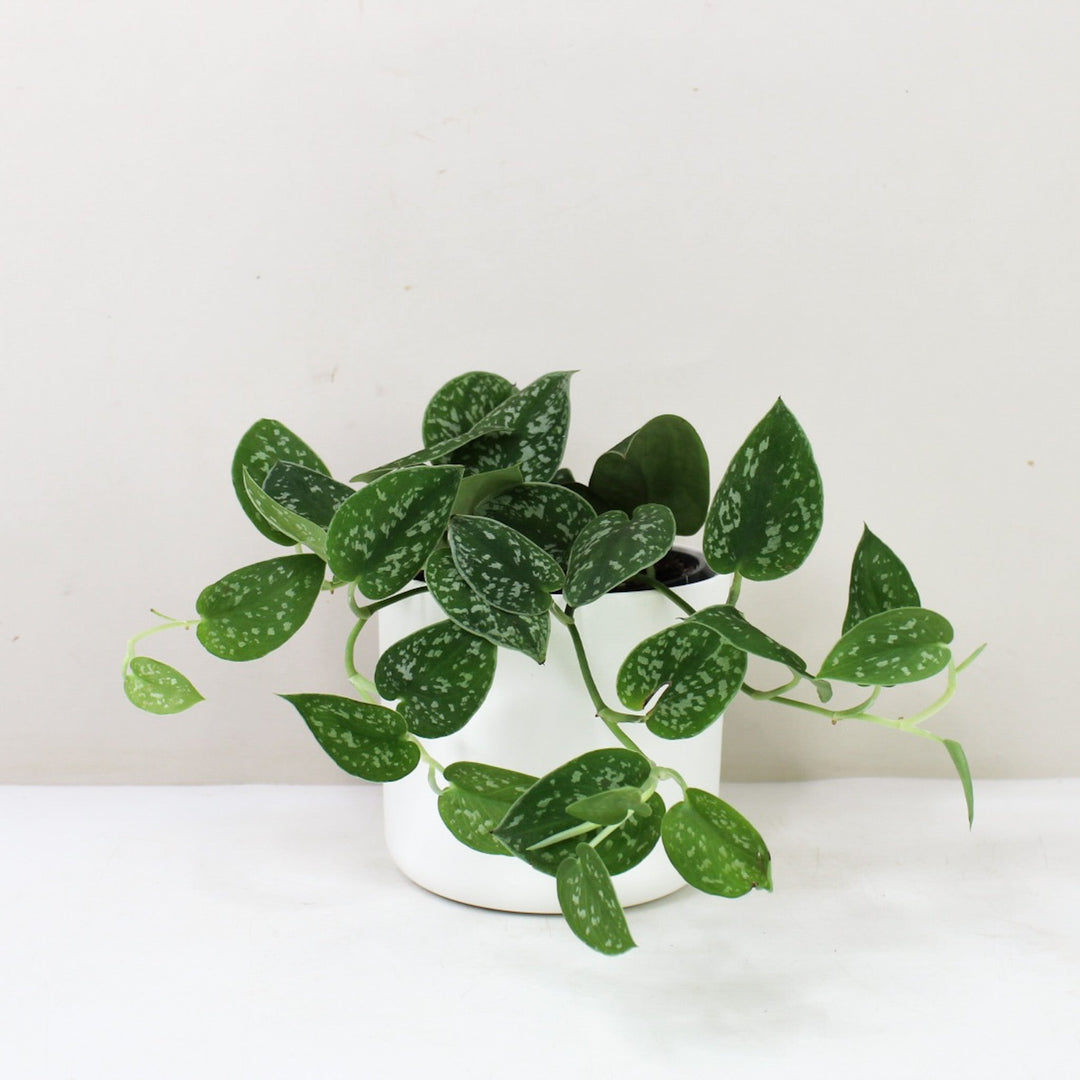 Nematanthus gregarius