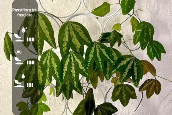 Passiflora trifasciata