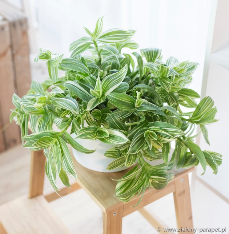 Tradescantia fluminensis ‘Quicksilver’