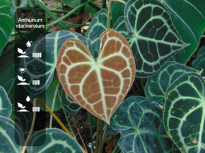 Anthurium clarinervium