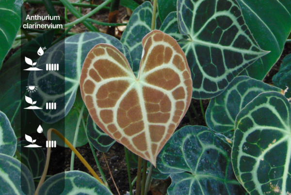 Anthurium clarinervium