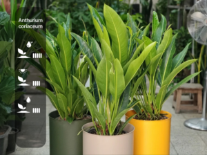 Anthurium coriaceum