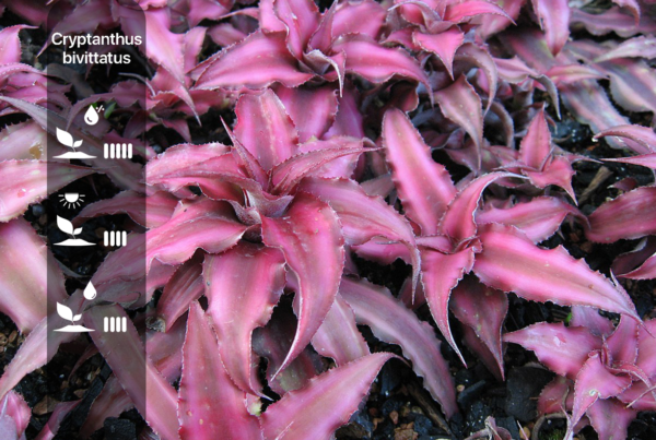 Cryptanthus bivittatus