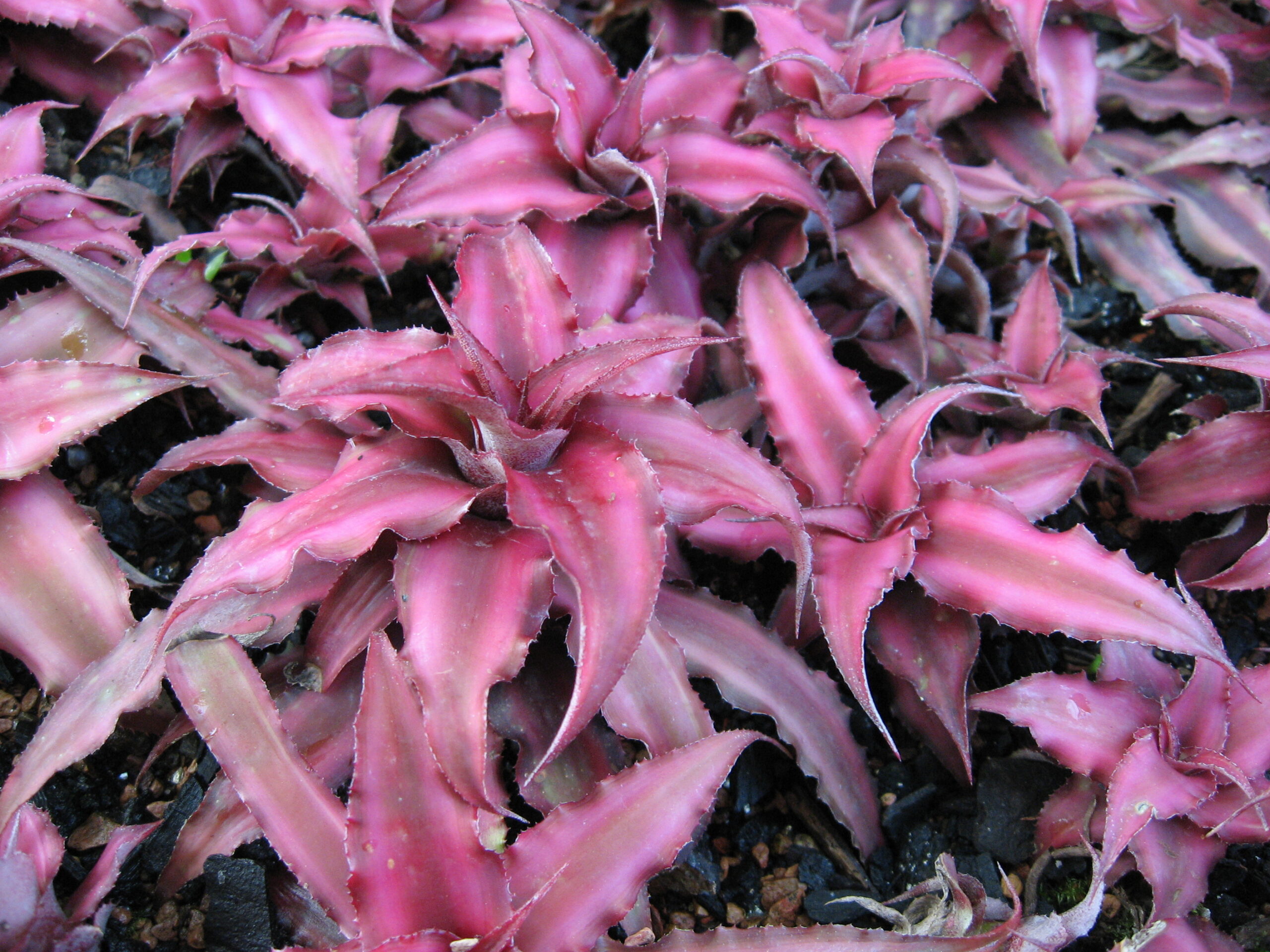 Cryptanthus bivittatus