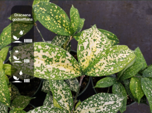 Dracaena godseffiana