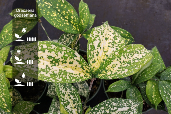 Dracaena godseffiana