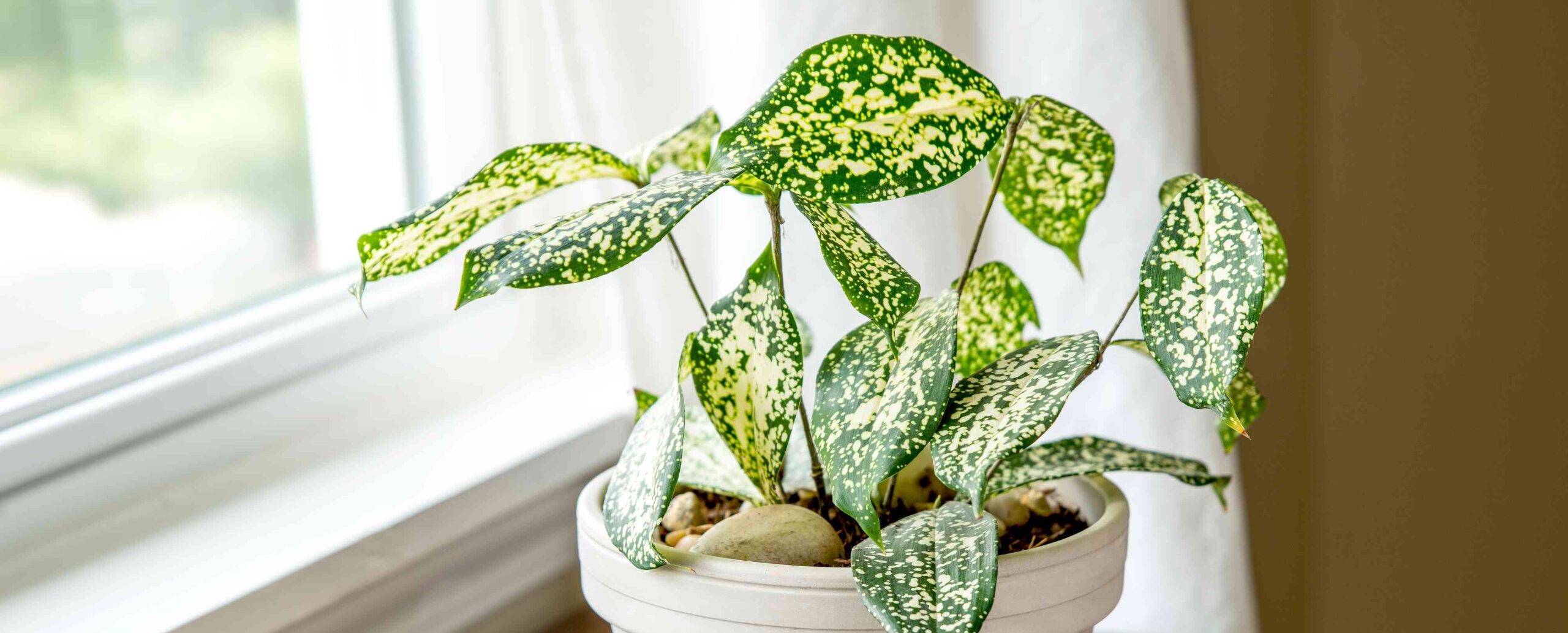 Dracaena godseffiana