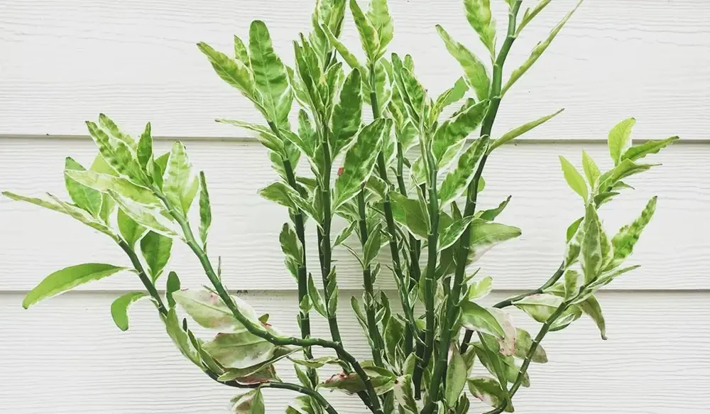 Euphorbia tithymaloides