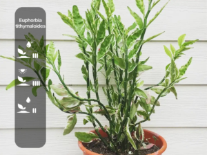 Euphorbia tithymaloides