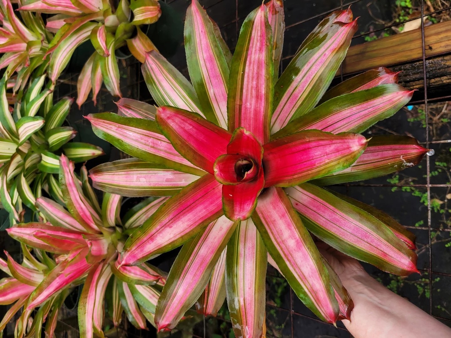 Neoregelia