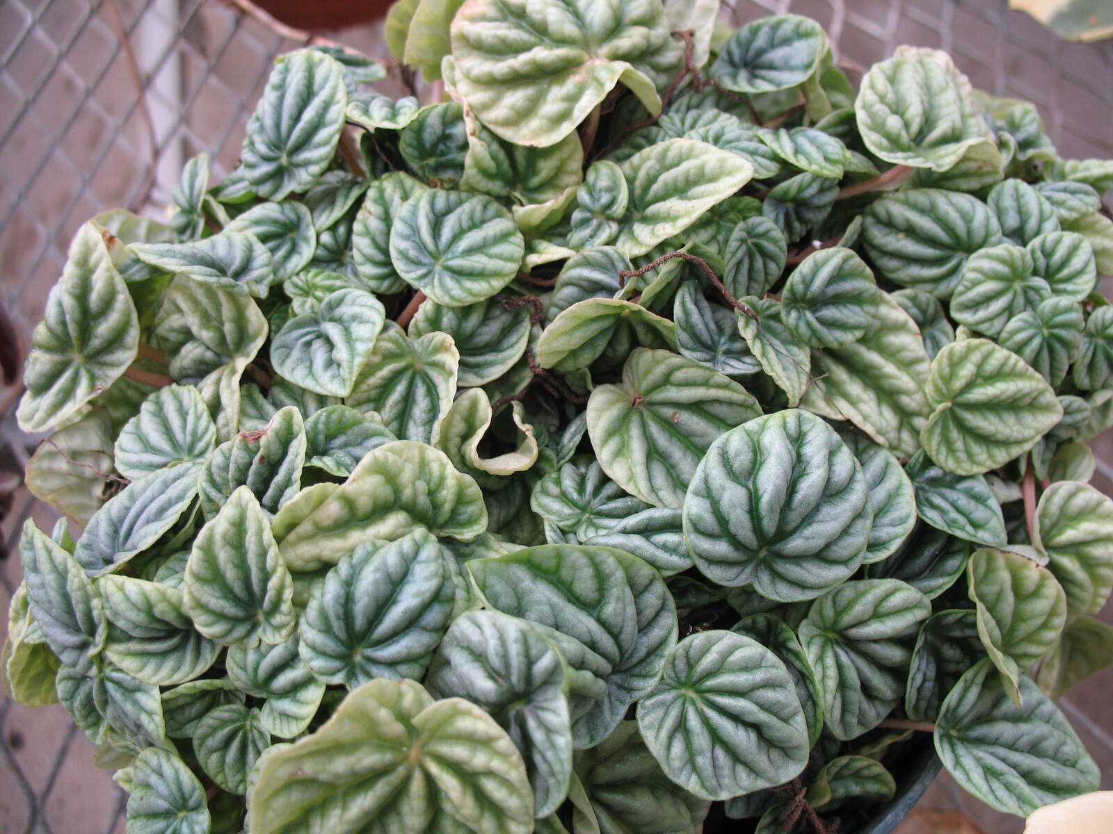 Peperomia caperata