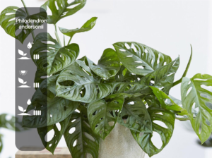 Philodendron andersonii