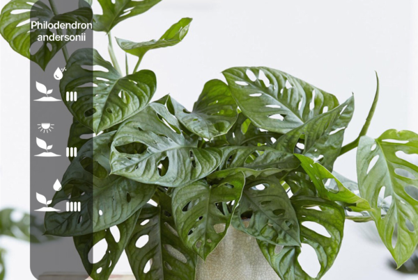 Philodendron andersonii